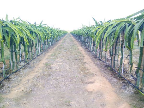 Hệ thống tưới nhỏ giọt cho cây thanh long