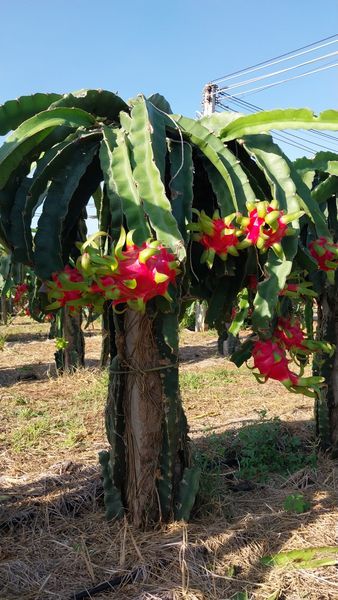 Hệ thống tưới nhỏ giọt cho cây thanh long