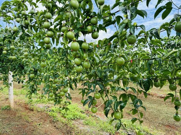 Hệ thống tưới nhỏ giọt cho chanh dây