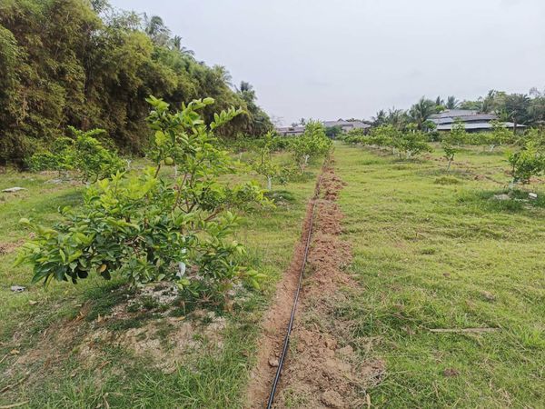 Hệ thống tưới nhỏ giọt cho chanh năng suất