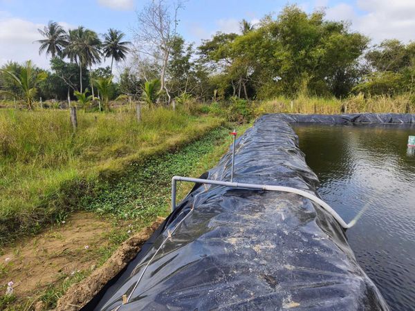 Hệ thống tưới nhỏ giọt cho chanh năng suất