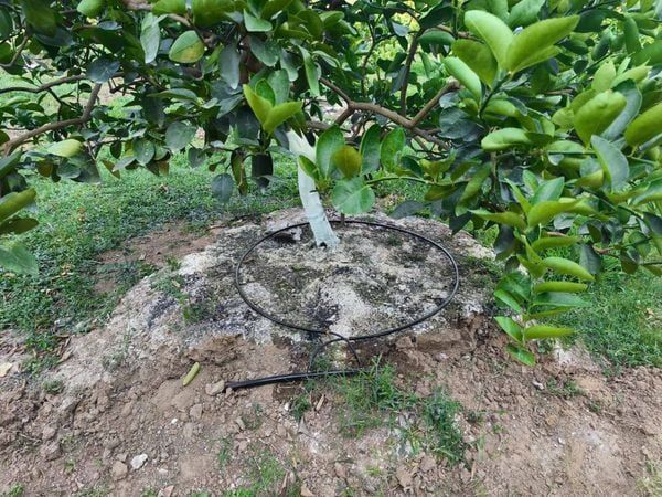 Hệ thống tưới nhỏ giọt cho chanh năng suất