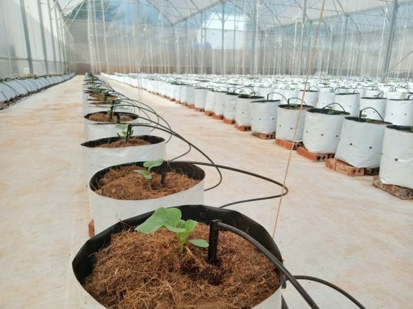 Hệ thống tưới nhỏ giọt cho dưa lưới
