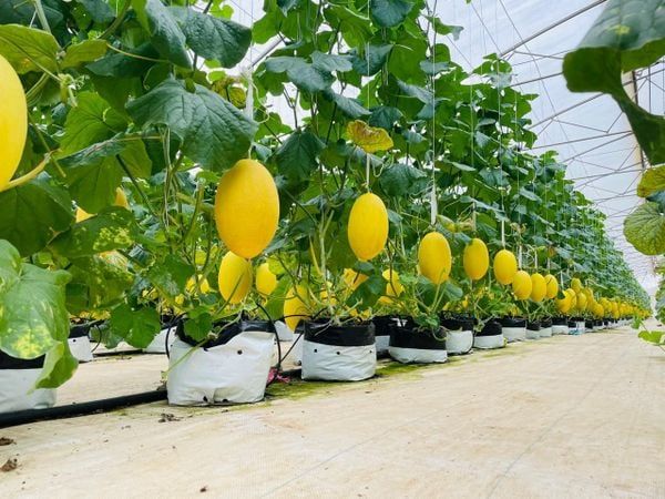 Hệ thống tưới nhỏ giọt cho dưa lưới