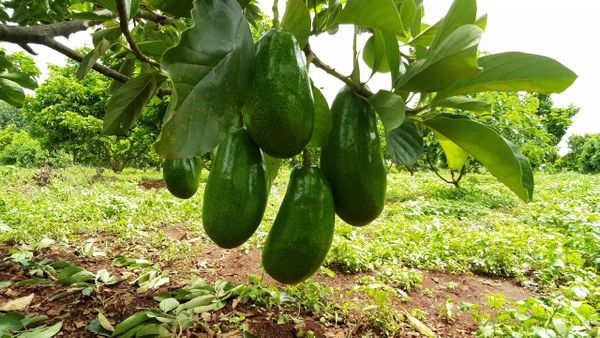 Hệ thống tưới phun mưa bù áp cho cây bơ