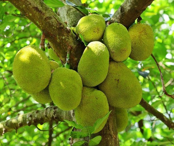 Hệ thống tưới phun mưa cho cây mít