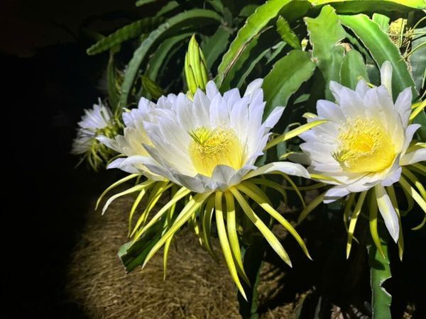 Hệ thống tưới phun mưa cho cây thanh long