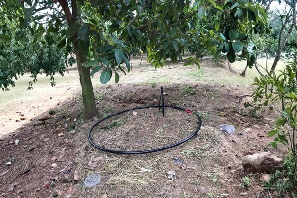 Hệ thống tưới phun mưa cho cây xoài hiệu quả