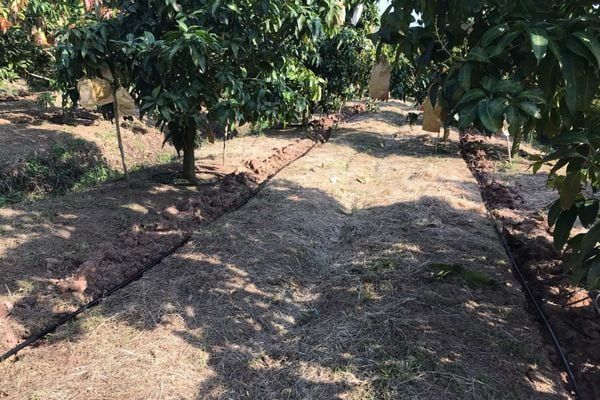 Hệ thống tưới phun mưa cho cây xoài hiệu quả