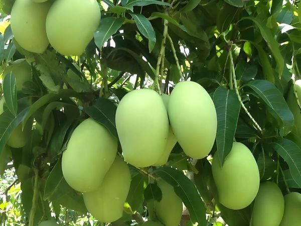 Hệ thống tưới phun mưa cho Xoài
