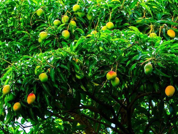 Hệ thống tưới phun mưa cho Xoài