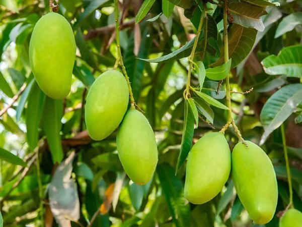 Hệ thống tưới phun mưa cho Xoài