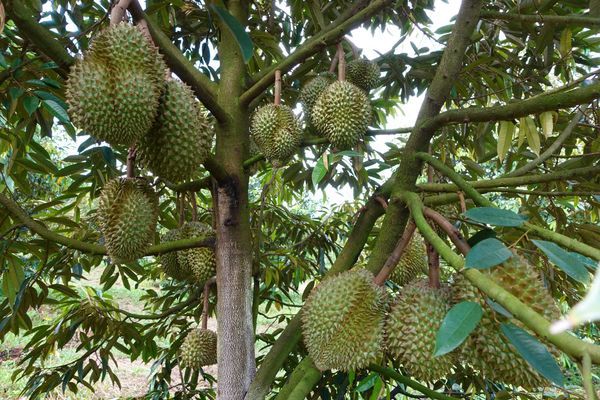 Hệ Thống Tưới Phun Mưa Sầu Riêng Đồi Dốc: Chọn Béc GAT 2002 PC
