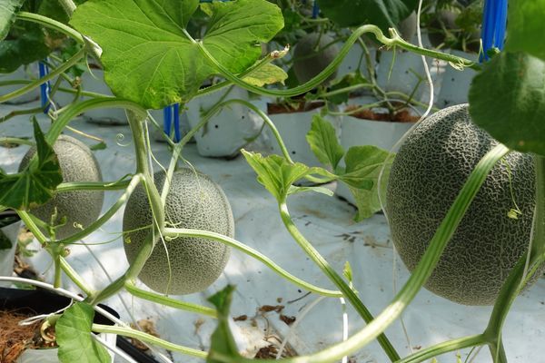 Lắp Đặt Hệ Thống Tưới Dưa Lưới: Tiết Kiệm Nước, Giảm Chi Phí