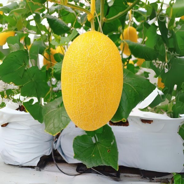 Lắp Đặt Hệ Thống Tưới Dưa Lưới: Tiết Kiệm Nước, Giảm Chi Phí