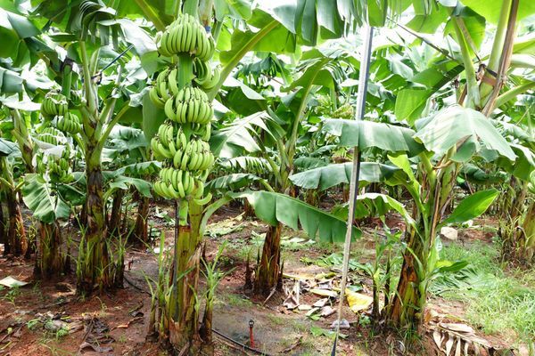 Phân bón hòa tan cho chuối