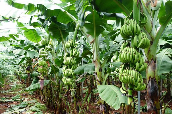 Phân bón hòa tan cho chuối