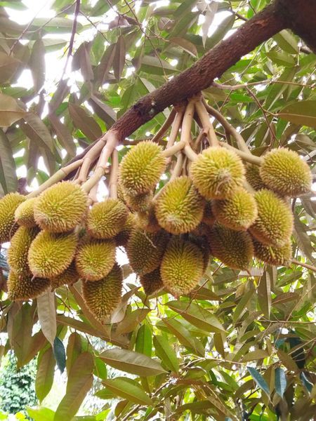 Phân bón hòa tan cho sầu riêng